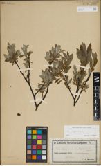 Foto von Salix lapponum L.